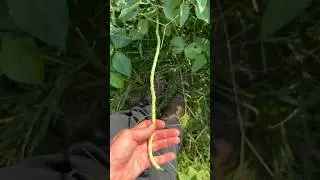 Noodley Beans!!!! So long this year!!