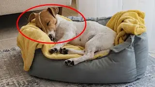 7 Tips For New Time Puppy Owners!