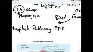 Metabolism lecture - fuel requirements and gluconeogenesis
