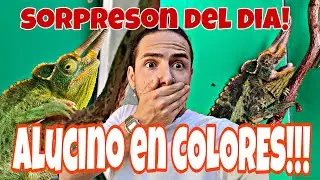 Un NACIMIENTO completamente INESPERADO! HUEVO de TORTUGA DRAGÓN! Y vuelvo a tener RAZÓN 😉🐢🦎🐸