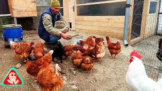 100% NATURAL stimulant for laying hens in the cold season