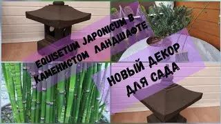 Новый декор для сада.Хвощ(Equisetum Japonicum) в каменистом ландшафте.