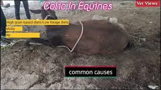 Colic in Equines #घोड़े खच्चरो में पेट दर्द