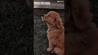 dog edit