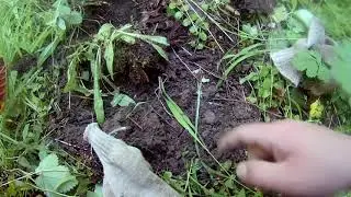 Обычный коп в новом месте порадовал