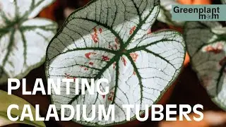 Planting caladium tubers 🌱