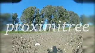 Proximitree // FPV Freestyle