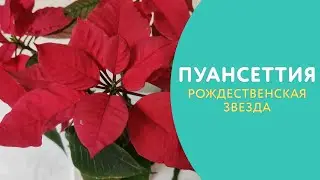 Пуансеттия: рождественская звезда. Можно ли её передержать до следующего года?