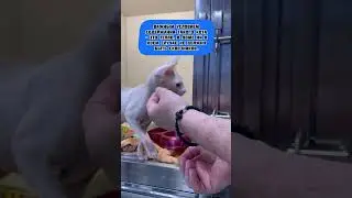 Египетское чудо или просто Сфинкс-загадка 💫