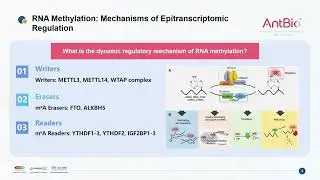 RNA Methylation: Mechanisms of Epitranscriptomic Regulation