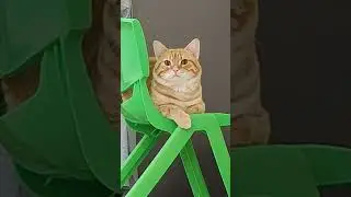 It's sitting there MENACINGLY #cat #meme #memes #cute #shorts