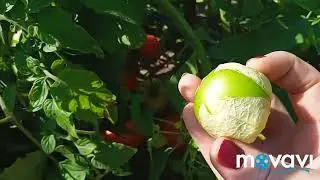 сидераты посеять нужно,а сухо...прогулка по огороду