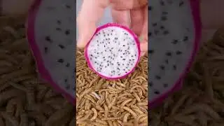 Mealworms vs DRAGON FRUIT