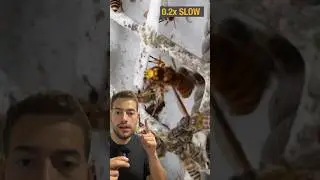 ABEJAS MATAN AVISPA ASIATICA #abejas #avispas #naturaleza #curiosidades #colmena #avispas #abeja