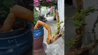 trắc nghệ gl cả nhà LH 0366169369 zalo