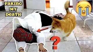 Faking My Death In Front Of My Dog