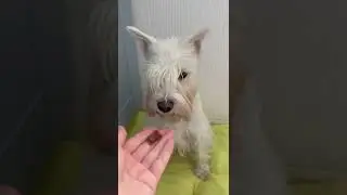 Готовлю чипсы из вымени👍Полезно, вкусно, быстро