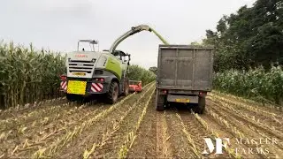 Maize harvest 2024 ✅ -Claas Jaguar 860 -John Deeres on trailers back to the farm and JCB pushing up