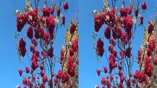 20131024 Autumn Trees in Dallow 3D