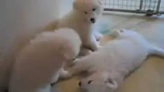 Sunny's litter - cute samoyed puppies