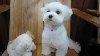 どっちが本物のぬいぐるみ？★マルチーズのcuteなミシェルちゃん♪