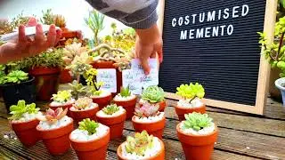 Succulent Giveaways for Teacher Appreciation