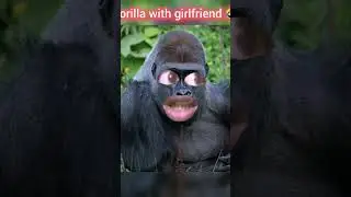 Gorilla with her girlfriend #shortfeed #viral #funny #youtubeshorts #shorts