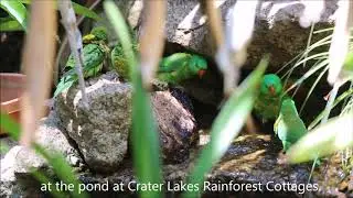 Scaly-breasted Lorikeets bathing