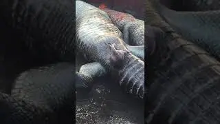 Crocodile meeting | Crocodile penis 