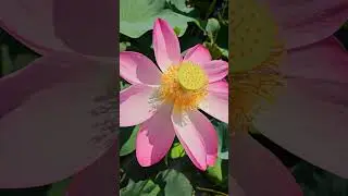 С середины июля до конца августа в Краснодарском крае цветут лотосы | Lotuses