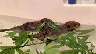 Baby beavers in the bathtub!