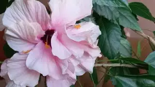 КОМНАТНЫЙ ГИБИСКУС великолепное Цветение!!!😍//#Hibiscus