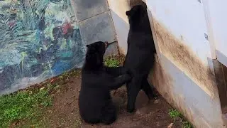 Box edzés Maci módra!  😀