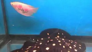 Pearl Stingray