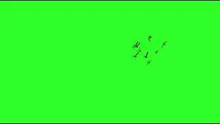Birds Flying Green Screen Video - BIRDS - NO COPYRIGHT