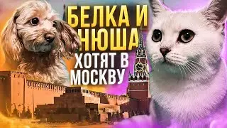 БЕЛКА И НЮША ХОТЯТ В МОСКВУ /ПОКОРМИЛИ ПТИЧЕК /ЛАЙКИ LIKE