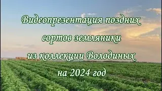 Презентация ПОЗДНИЕ сорта земляники- 24 год
