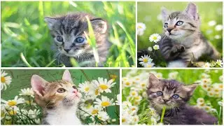 Самые Милые #КОТЯТА в Мире #1 The cutest kittens in the world #1 Подборка с животными 2020