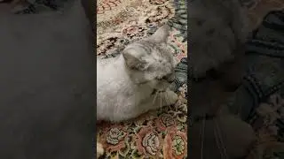 Котик в бешенстве)), агрессия кота, кусает хозяина