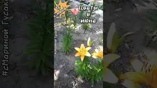 Какие цветы цветут в июне. Такая красота! #Лилии #Гортензия #Хоста #Спирея Японская 🌺 18 июня 🌺