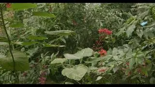 FREE Video Stock 4K – Butterflies flying in the rainforest
