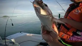 Spring Snapper New Zealand