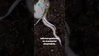 Rizosfer Tabakası Nedir?