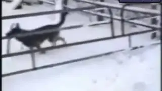 Живая природа кисы