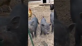 Наши свинки & vietnamese pig