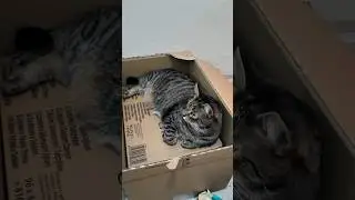Sophie is enjoying new box - 4K 
