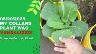 My Collard Plant