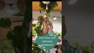 #Замиокулькас, #крассула…в общем, про денежные деревья💰 #толстянка #денежноедерево #суккуленты