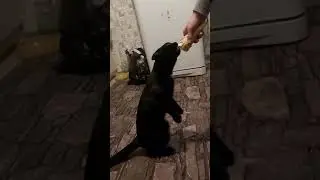 Любитель мороженного😊