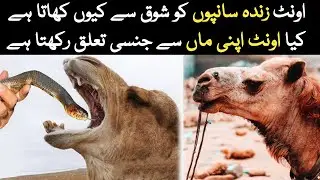 Why Does Camel Cry After Eating Snake | Oont Saanp Ko Kyo'n Khata Hai ?
